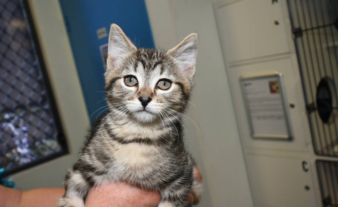 HELLO KITTY: Hawk the 10 week old desexed male is ready for adoption at the RSPCA Orange Shelter this week. Photo: CARLA FREEDMAN 1220cfrspca2