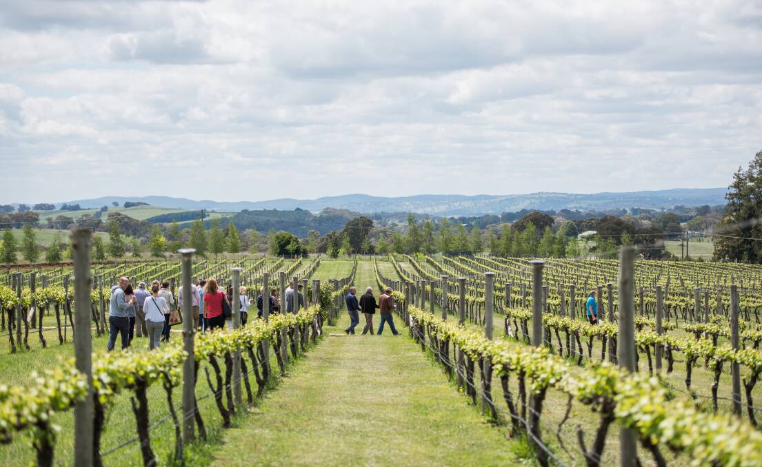 VINE WALK: Visitors will get a taste of what makes the region so special at signature events and new dining experiences during Orange Wine Festival this Spring. 