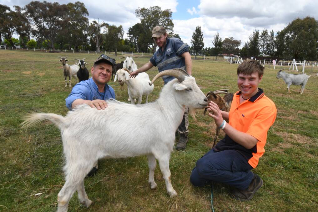 KIDDING AROUND: Tony Belmonte, Liam Hronsky and Jay Reed get the goats ready for family day at the farm. Photo: JUDE KEOGH