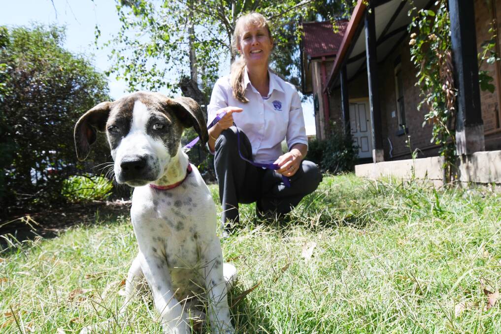 PREVENTION BEST: Maggie the dog with veterinarian Lisa Brisbane who advised pet owners to take precaution to protect their pets. Photo: JUDE KEOGH 0129jkbait