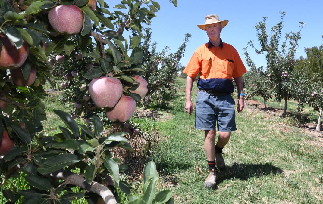 HARVEST TIME: Peter West's apple crops on Conobolas Road and in Nashdale should be ready in time for Valentine's Day. Photo: JUDE KEOGH