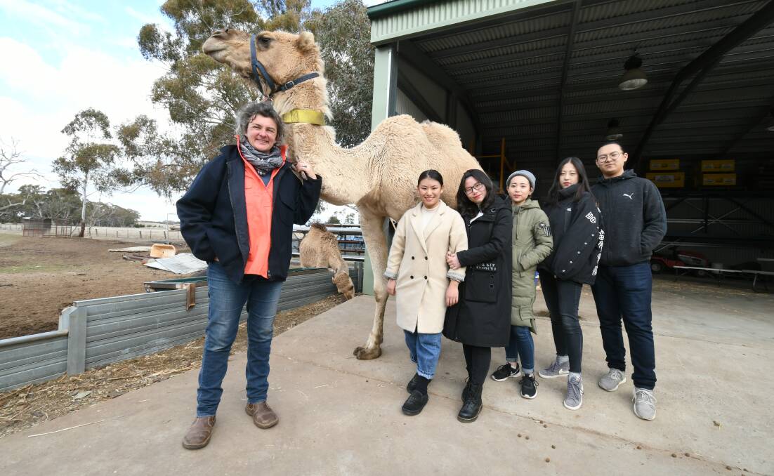 VET VISIT: Camel lady Nyasa Phillips introduced Xinxin Meng, Simin Jin, Xuan Lin, Yu Ma, Dayou Dai to her pet Charlie. Photo: JUDE KEOGH 0810jkvets2b