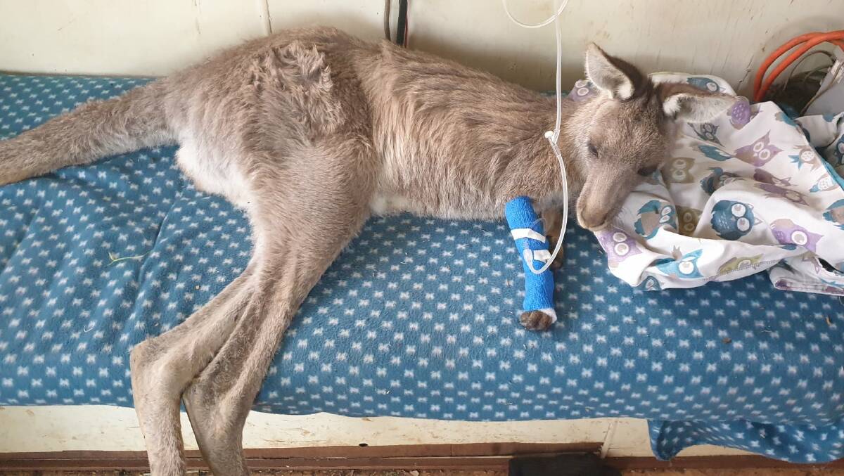 SAFE: The roo was taken to a vet where it was given a drip to re hydrate and then to a rescue centre.