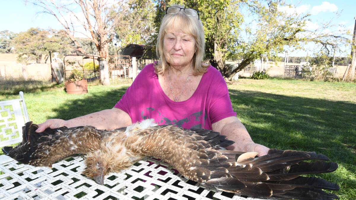 SHOT DOWN: Lilly Culverson came across the carcass of a Little Eagle on her property this week. Photo: JUDE KEOGH 