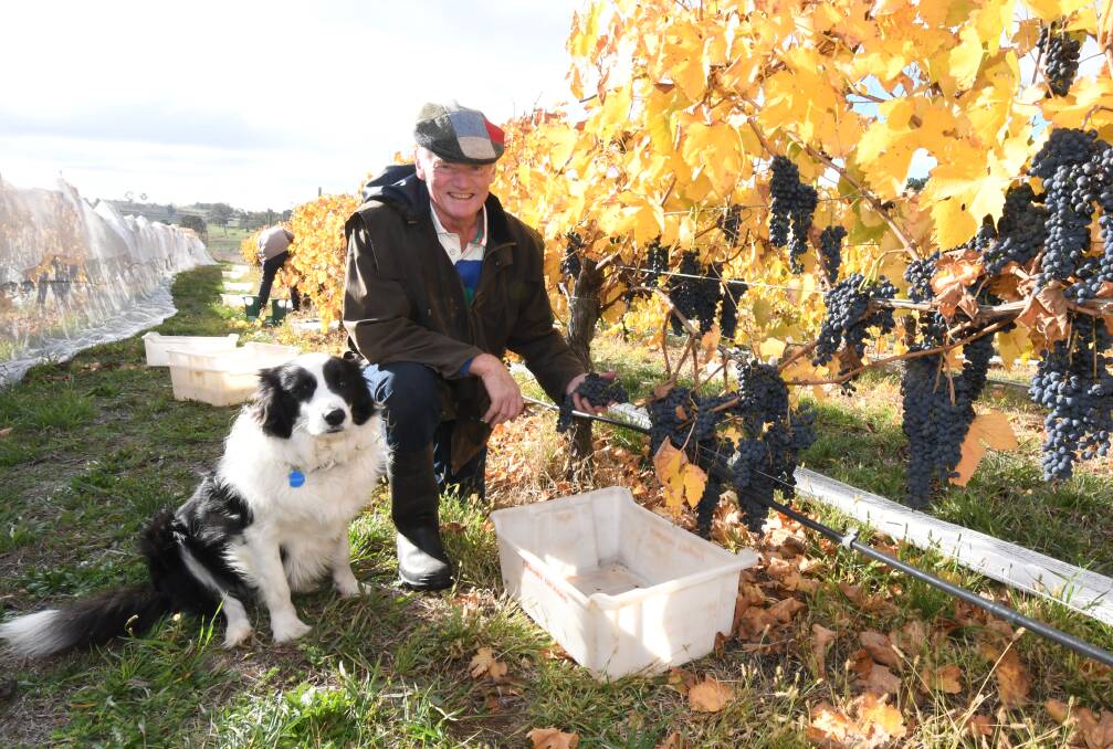 PORT PARTY: Montoro Wines Bob Derrick picked the last grapes of the season this week. Photo: JUDE KEOGH