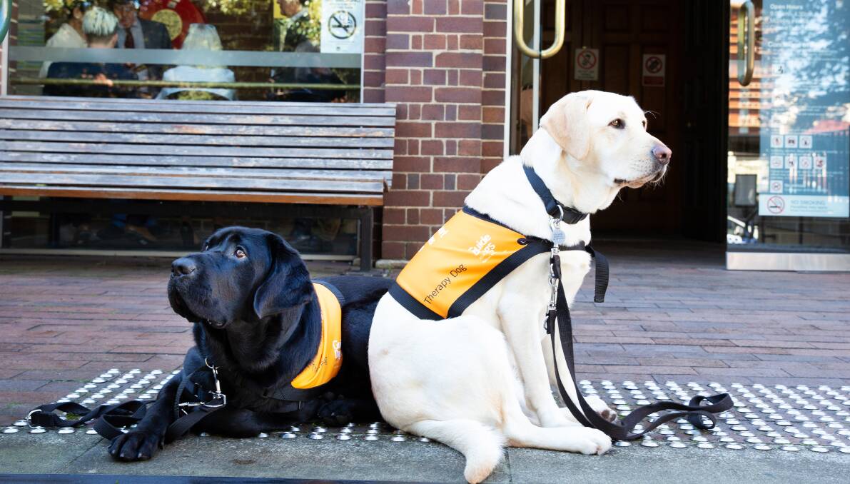 GOOD BOYS: Guide Dogs NSW/ACT Therapy Dogs Cupid and Ollie. Photo: supplied