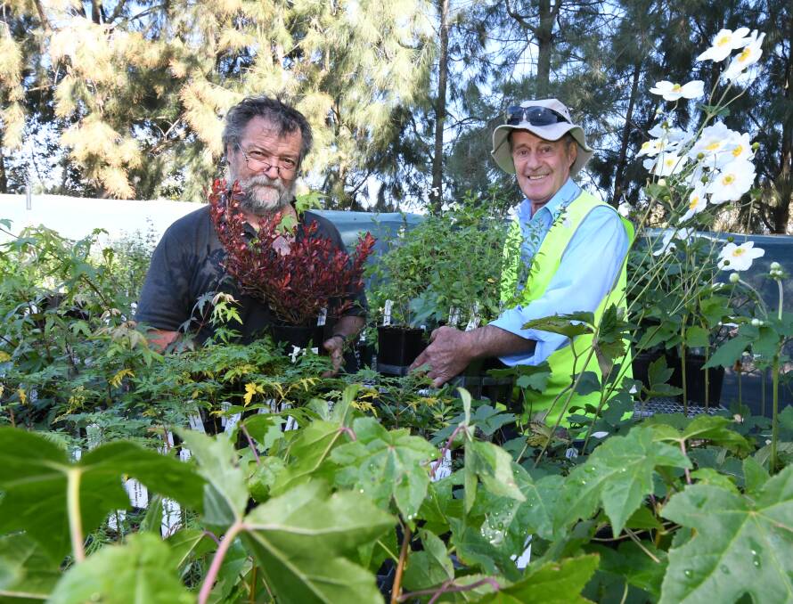 AUTUMN PLANT SALE: Chris Mills and Friends of the Orange Botanic Gardens President Dennis Croucher are preparing for a busy Sunday tending to both green thumbs and aspiring gardeners. Photo: JUDE KEOGH: 0404jkplants1