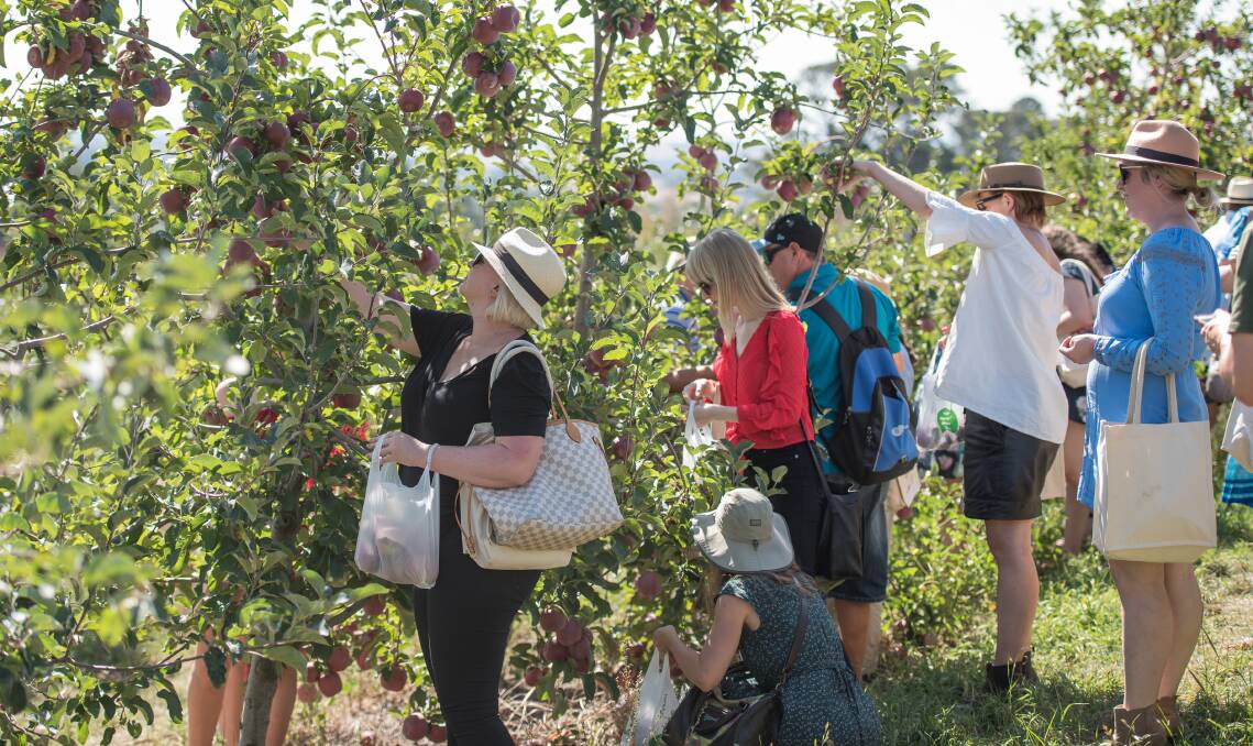 FORAGERS: Attendees are encouraged to pick a bag of apples for the road. Photo: supplied.