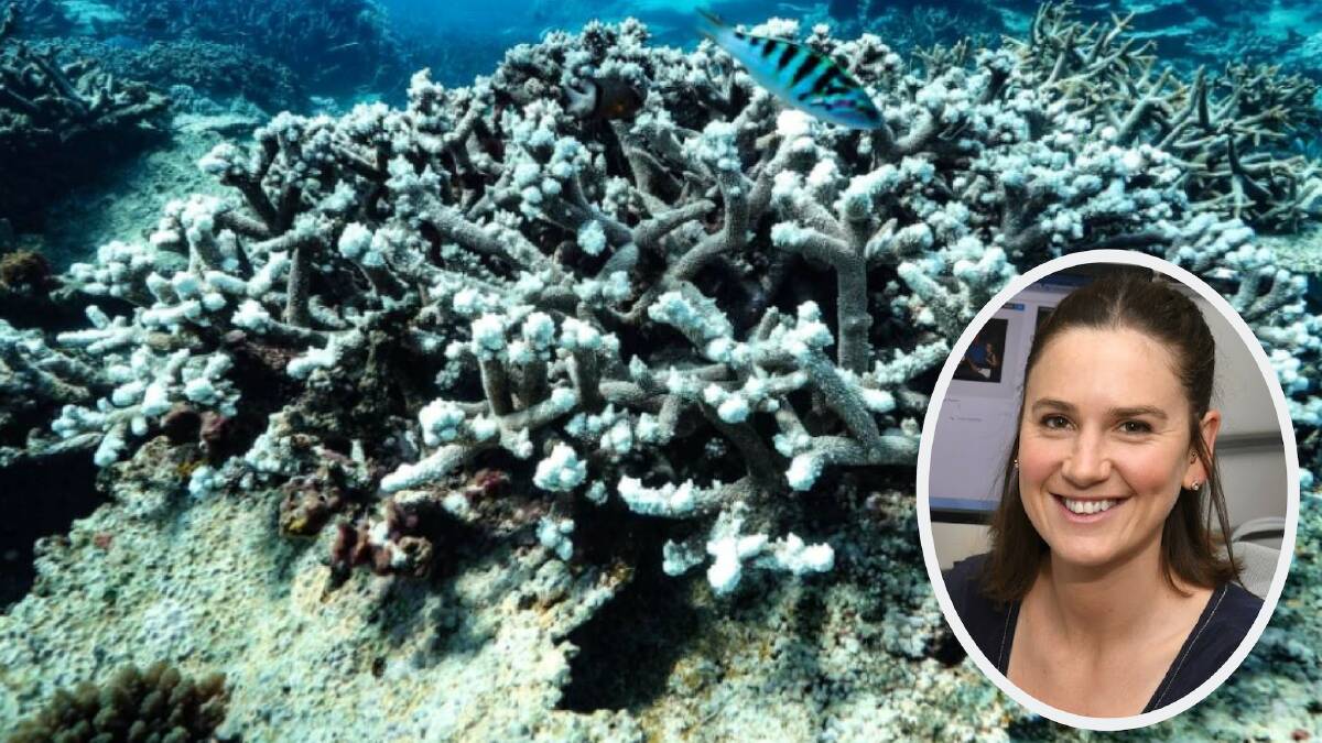 CLIMATE EMERGENCY: The coral reefs are dying and the world is starting to recognise the emergency, journalist Alex Crowe wonders why Orange didn't. Photo: [Inset] ALEX CROWE