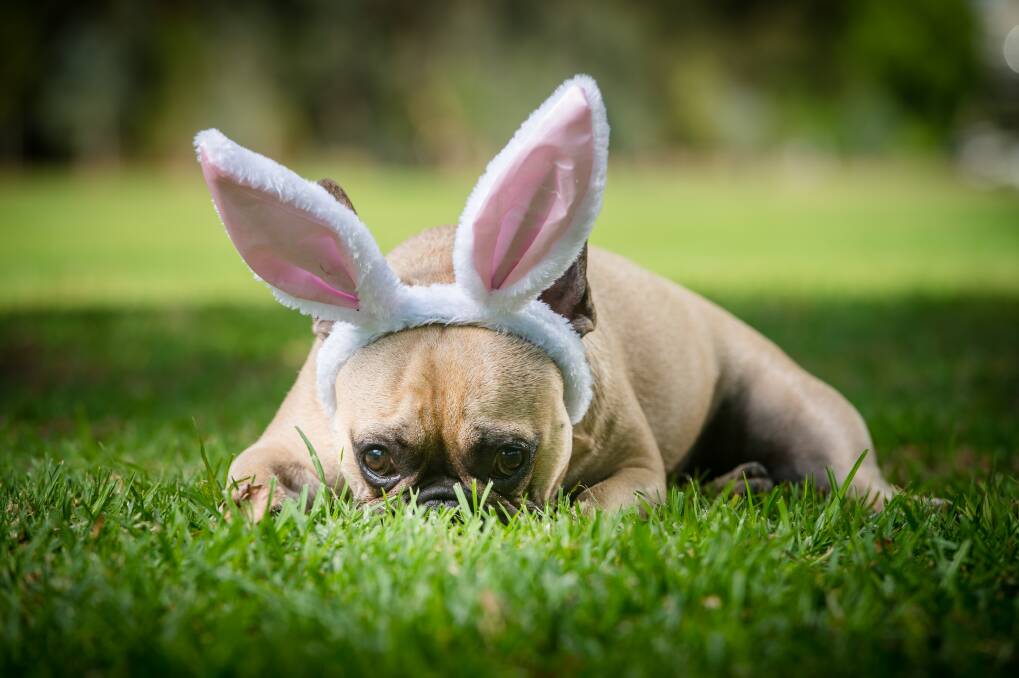 EGG FREE: Hungry pug unsure what Easter hype is about. Photo: Eugene Hyland