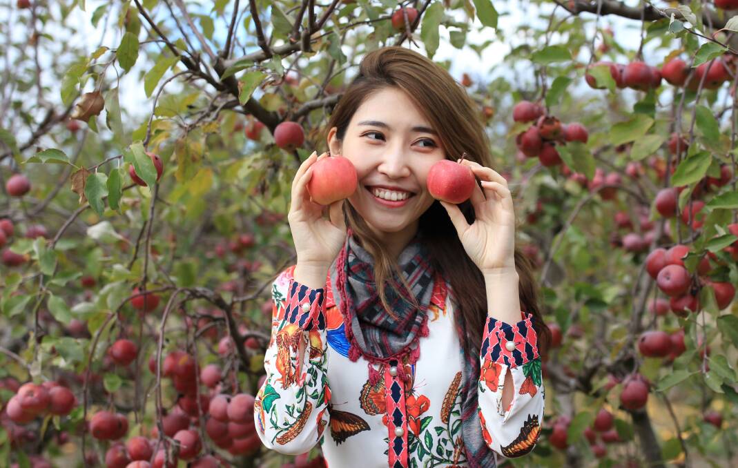 AMBASSADORS: Xiaoye Shi sampled heritage apples straight from the orchard during her tour of the region. Photo: JIE XU