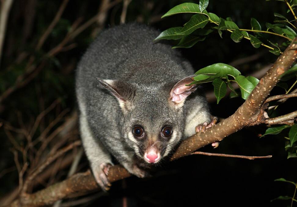 HELP IS AT HAND: The program involves the distribution of free habitat boxes to north Orange residents for displaced wildlife, like brushtail possums. Photo: FILE PHOTO