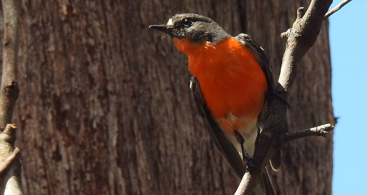 IN DANGER: The Canobolas Conservation Alliance (CCA) has formed to help protect native fauna like the flame robin at Mount Canobolas. Photo: ROSEMARY STAPLETON
