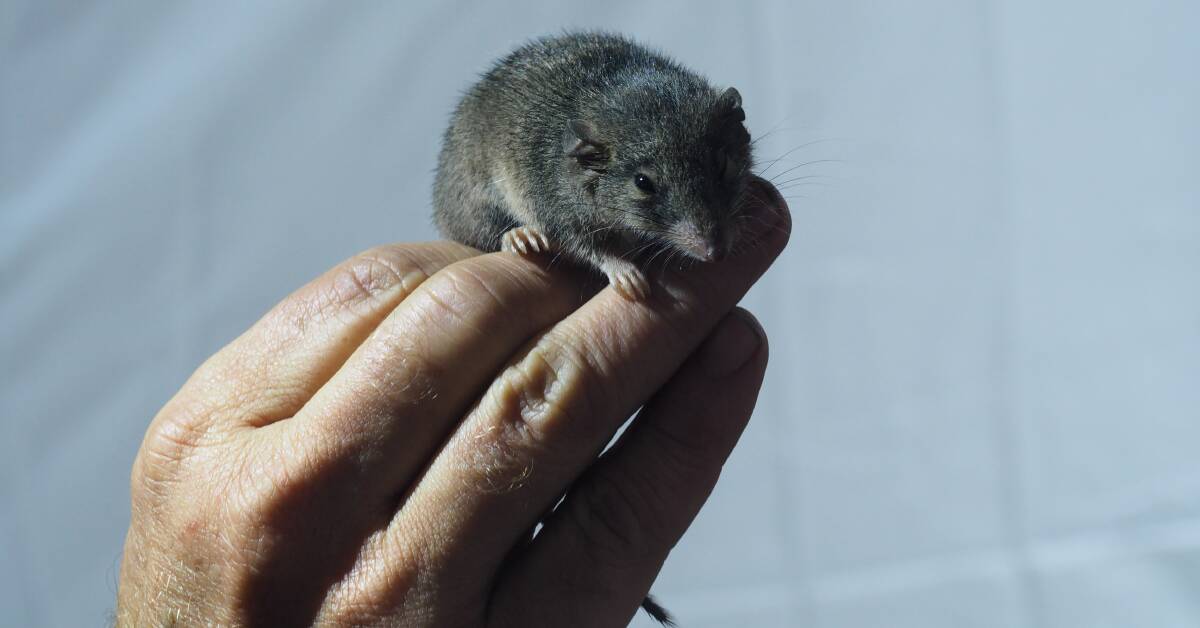 UNHARMED: An example of a marsupial mouse called an antechinus, several of which were trapped during the survey. Photo: HELMUT BERNDT
