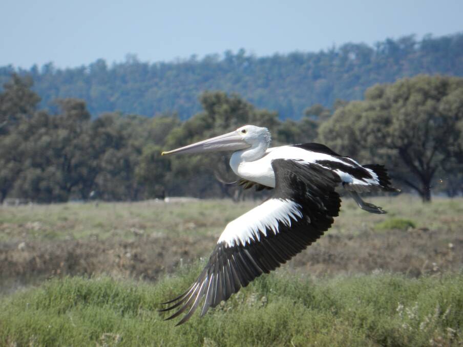 Life source: A pelican is one of the many waterbird species that relies heavily on a healthy river and wetland system for food and breeding habitat. Photo: ROSEMARY STAPLETON
