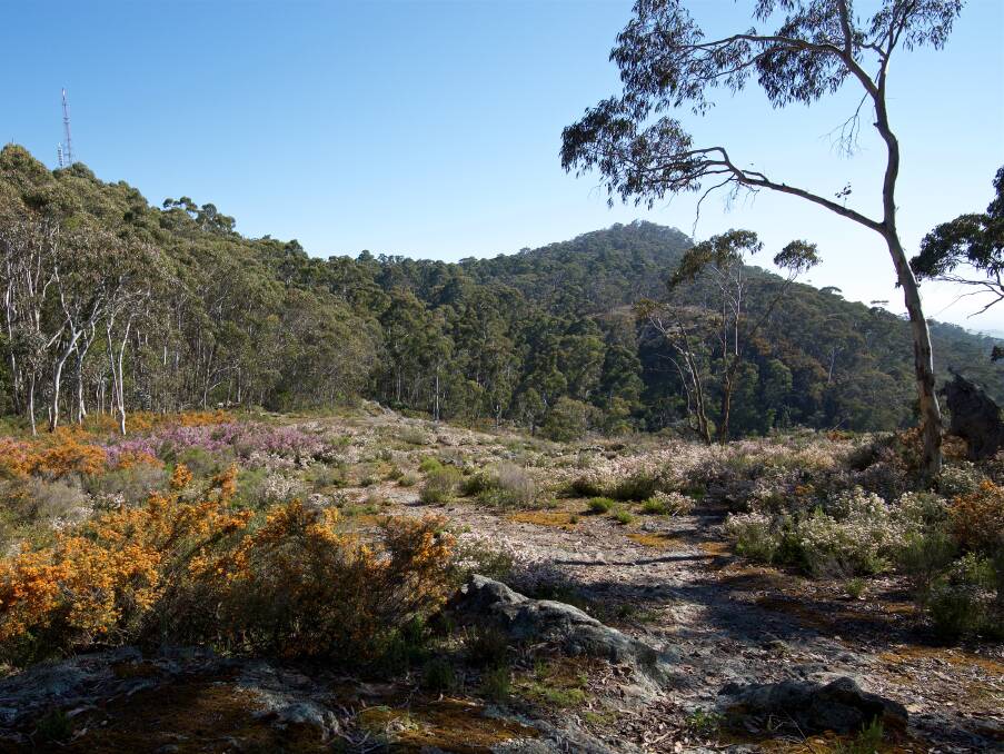 Higher areas such as Mt Canobolas are now the most critical refuges available for vulnerable native species as the prevailing environmental conditions change.