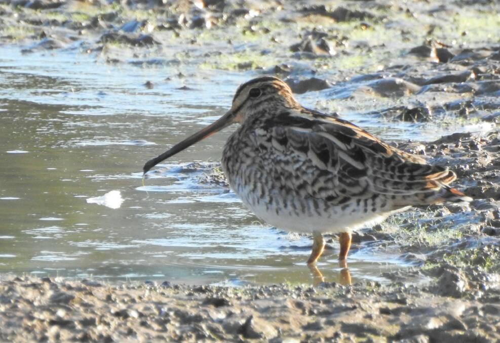 Threatened by climate change: Latham's Snipe is a migratory wading bird that lives in the swampy meadows of Ploughman's Wetlands during spring and summer and then migrates to Japan. Photo: ROSEMARY STAPLETON