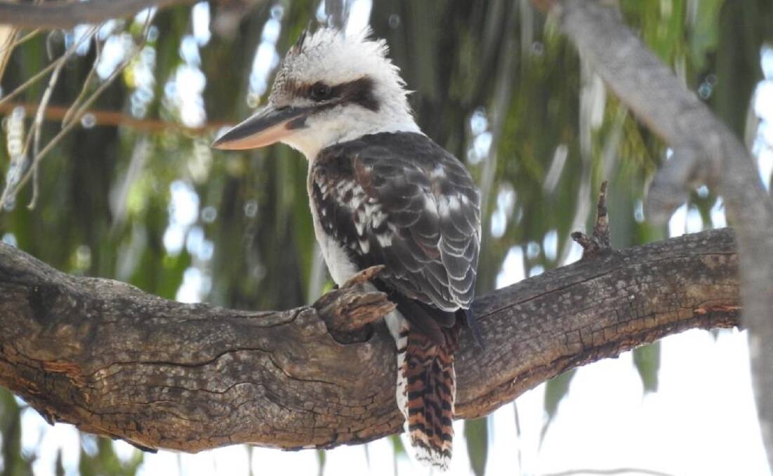 NO LAUGHING MATTER: Birdlife Australia has again organised the Aussie Bird Count, which reveals trends and habits among species across the nation.