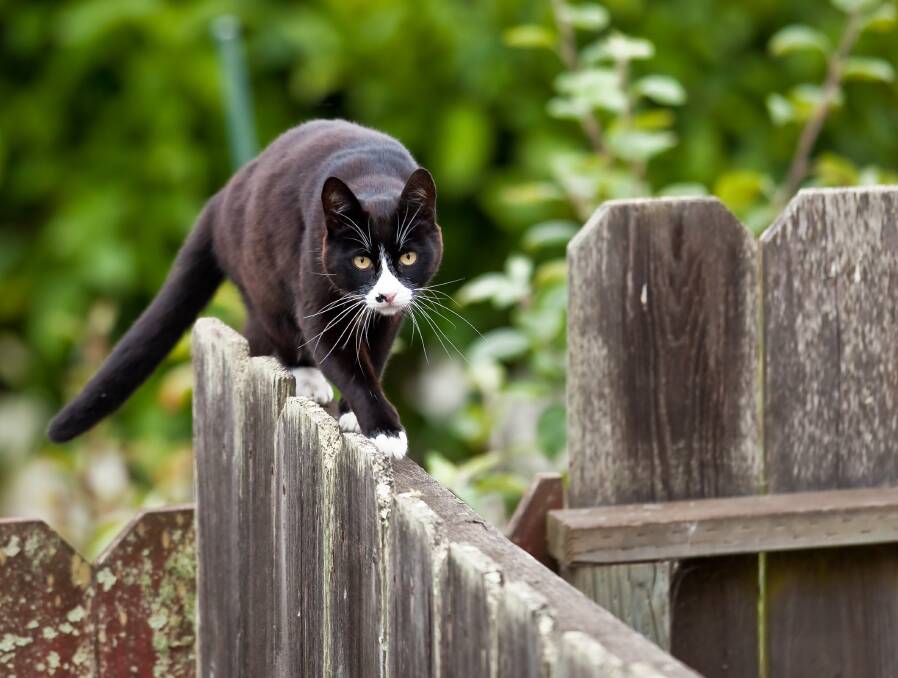 Please be responsible: It is an unfortunate fact that, left unattended, domestic cats can have a devastating effect on local wildlife. Photo: SHUTTERSTOCK