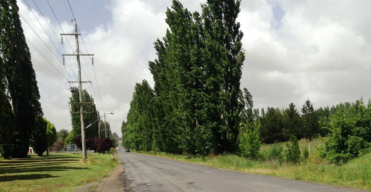 WORK NEEDED: Ploughman’s Lane will become a feeder road but poplar trees and power lines would have to go.