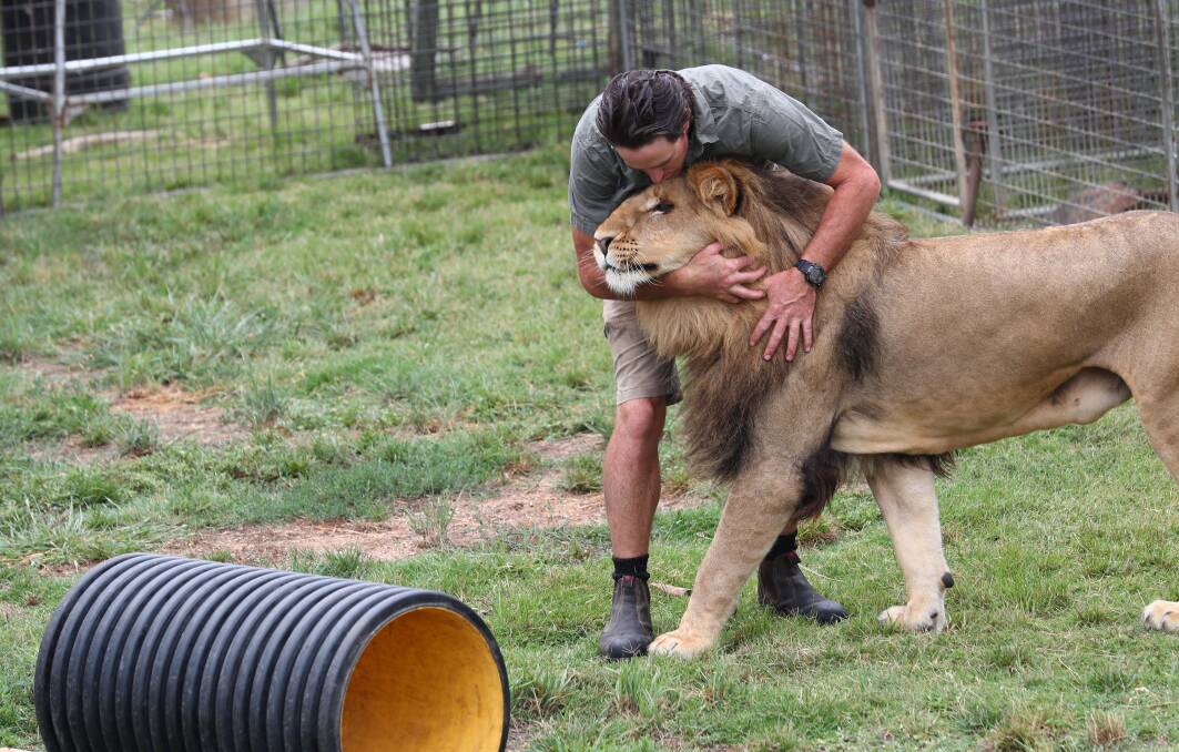 AFFECTIONATE: Trainer Matt Ezekial inside the enclosure, hugging one of the six performing lions that Stardust Circus tours with. Photo: PHIL BLATCH 