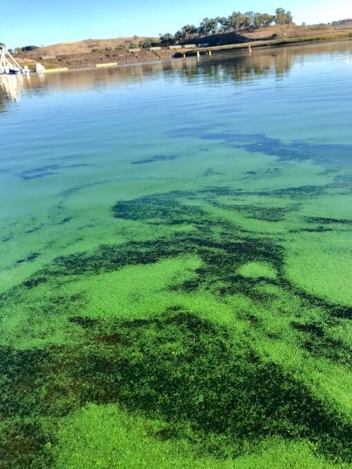 Images of the algae at the Bathurst waterway