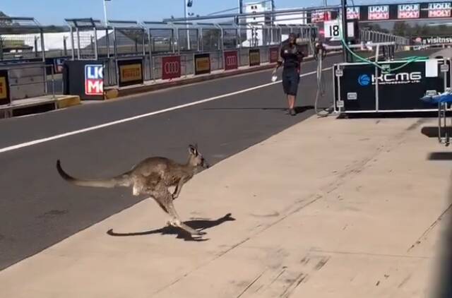 SKIPPY SIGHTING: A kangaroo was spotted in pit lane on Wednesday when teams were setting up for the Bathurst 12 Hour race meeting. Photo: Shane van Gisbergen via Instagram