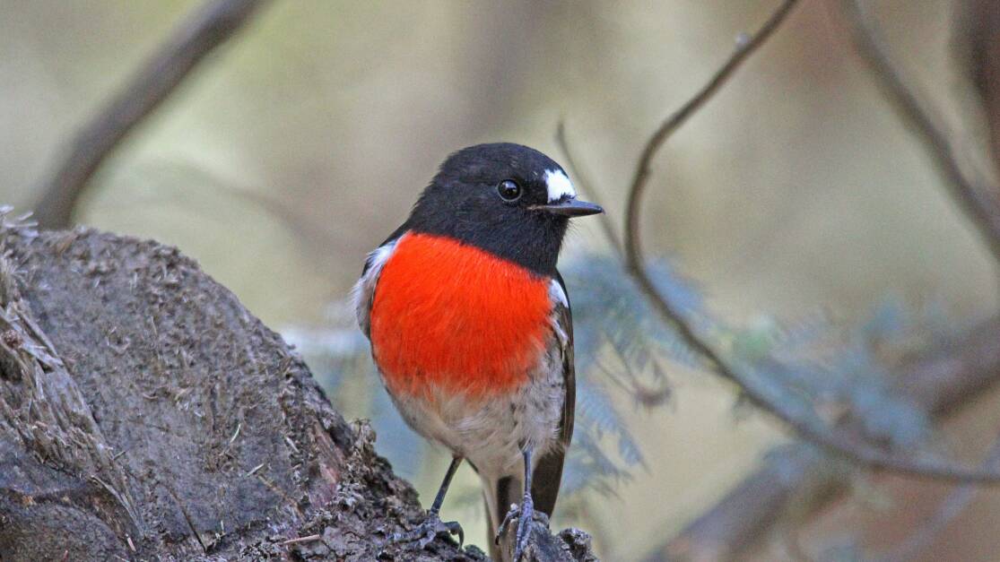 A Scarlet Robin in the Wombat Forest. Photo: Gayle Osborne