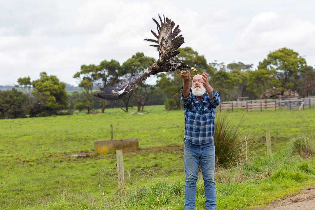 FREEDOM: Yolla's Tim Willcox will never forget the exhilarating moment the eagles spread its giant wings and flew free. Picture: Adam Hardy