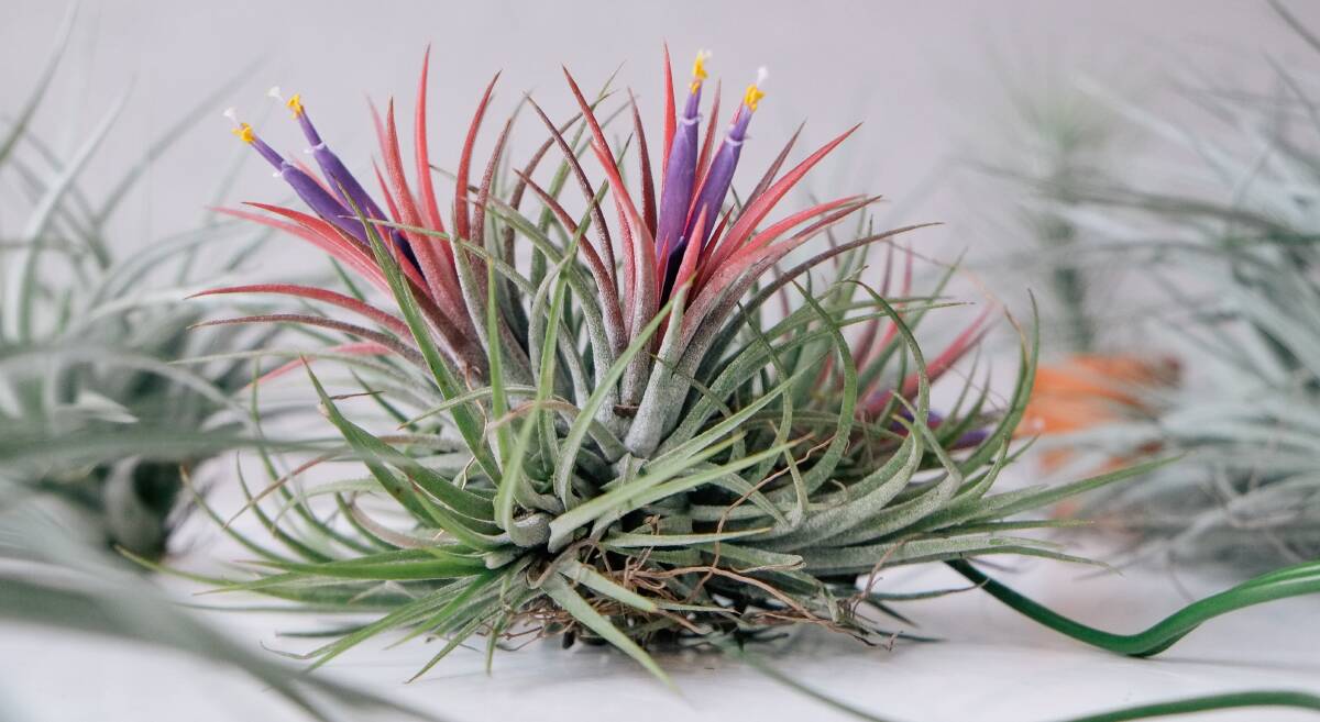 Tillandsia plants use air, not soil, to grow. Picture: Shutterstock.
