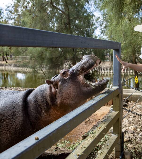A Hippo Encounter. Photo contributed.