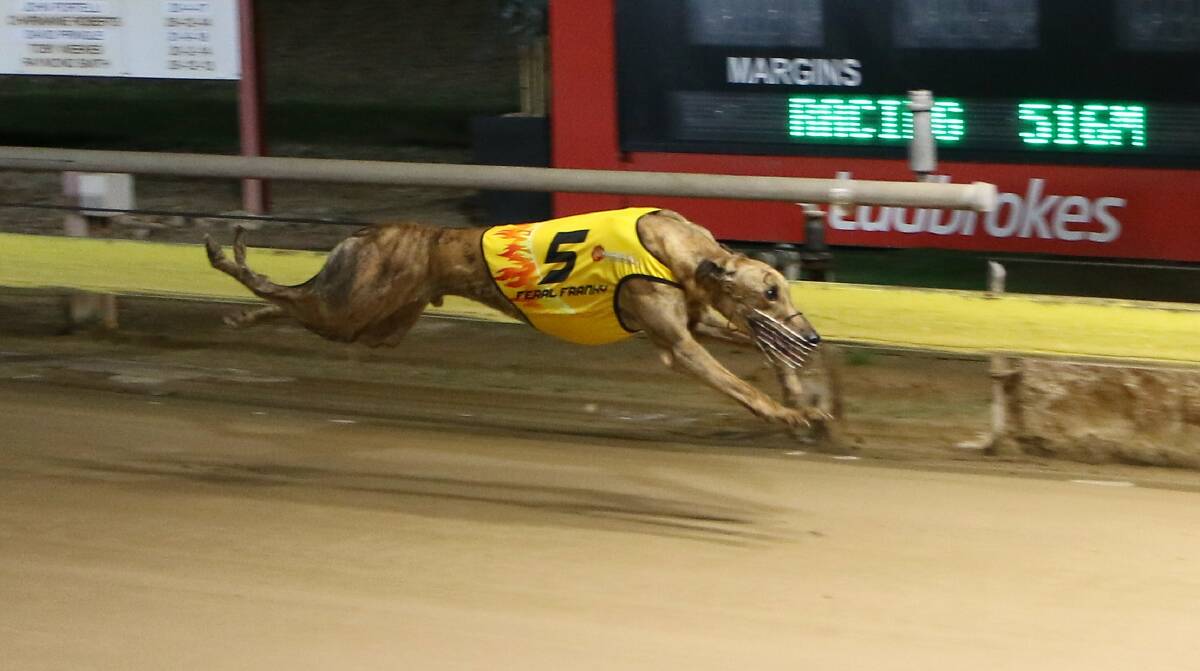 CROWD-PLEASER: Feral Franky, pictured in action in Dubbo, will be well tested at Wentworth Park in Group 3 company on Saturday evening. PHOTO: COFFEE PHOTOGRAPHY.