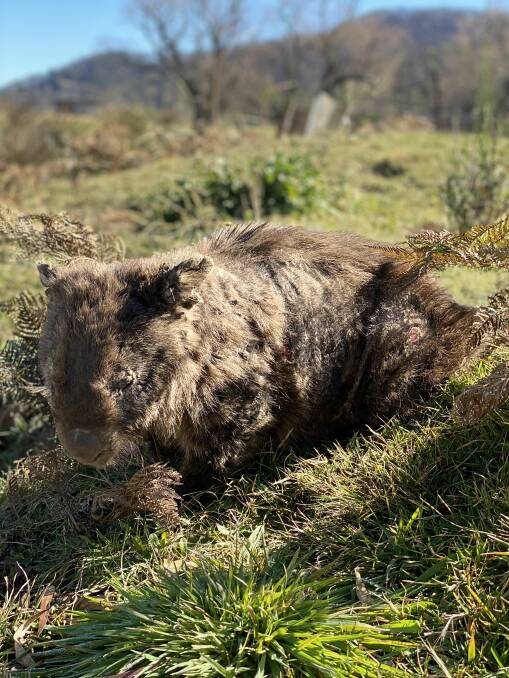 Mange has a 100 percent kill rate for wombats if left untreated. Photo: Supplied. 