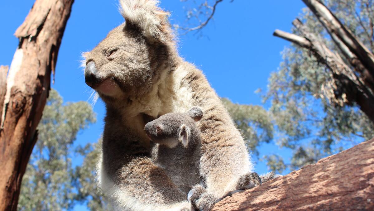 THREATENED: Most koala habitat on private land is allowed to be cleared. 