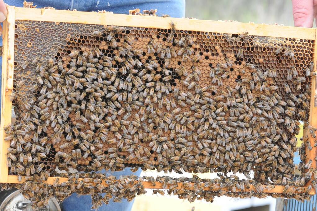 ONLINE SWITCH: The NSW Department of Primary Industries (DPI) Apiary Sites Program has beekeepers humming in tune to make switch to digital file management for apiary sites. Photo: FILE.