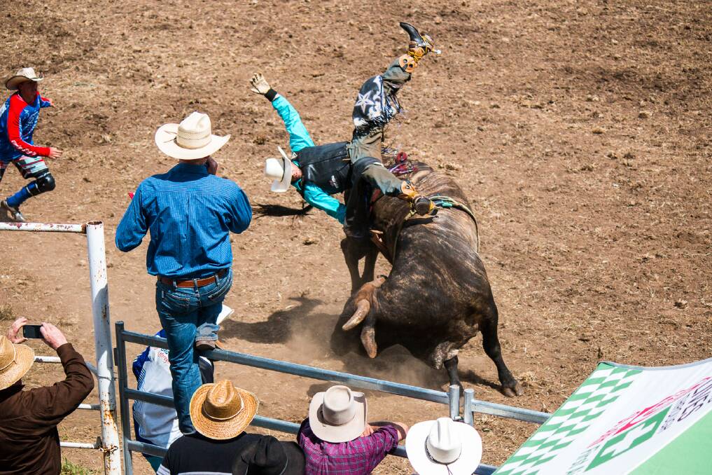 Tough as nails: It takes a large amount of courage and just as much skill to be able to climb on board a bucking bull and last the full eight seconds needed for a score. Photo: File.