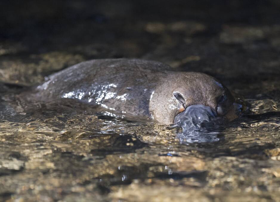 Furry friends: Molong Creek is home to a wonderful platypus family and you may be lucky enough to spot some. Photo: Supplied.
