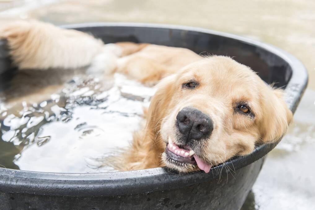 Don't forget to help your pet cool off during summer. Image: Shutterstock.