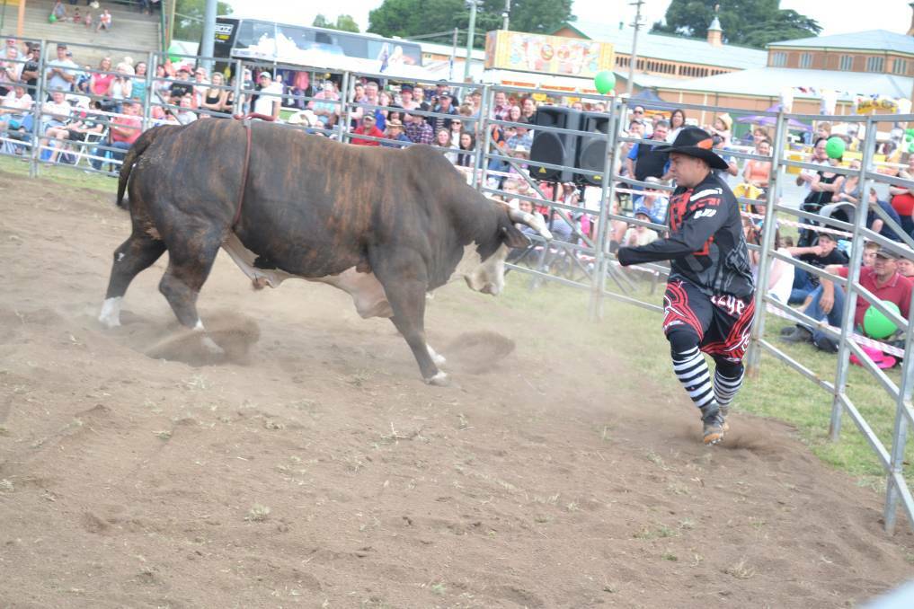 Helpful Heroes: When it comes down to it, bull fighters are some of the most important people at a rodeo, keeping riders safe. Photo: File.