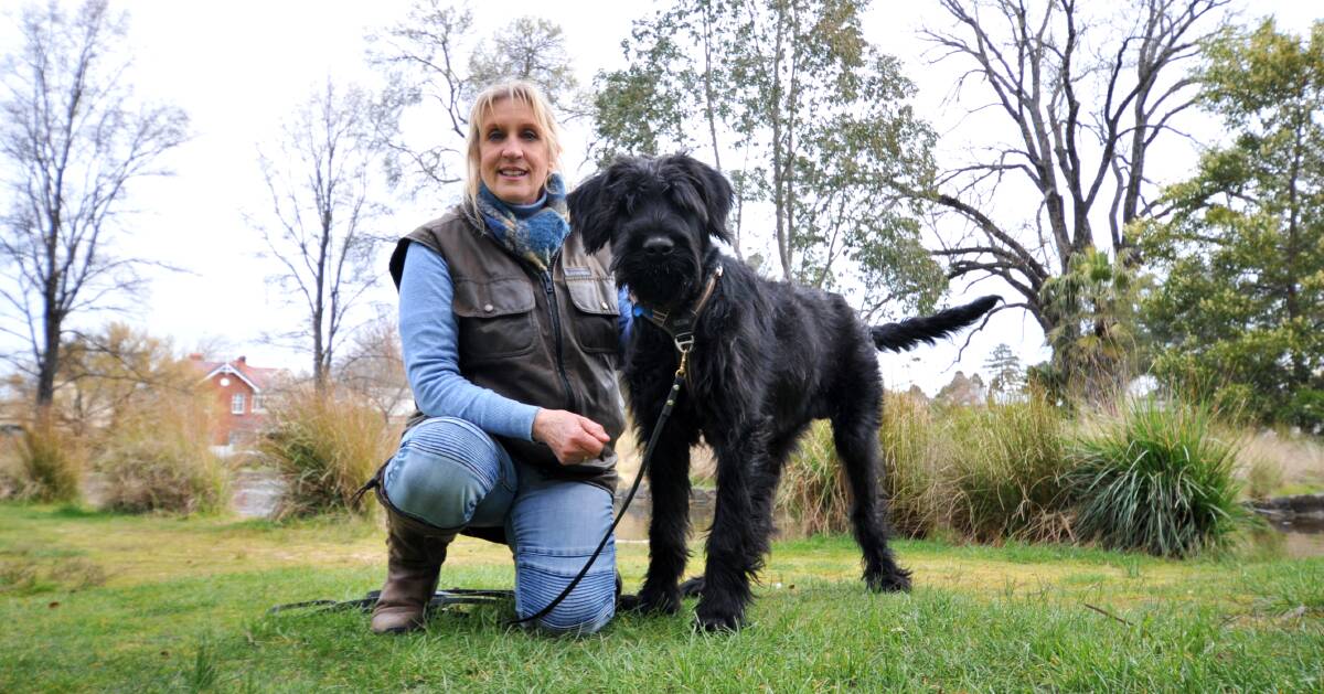 STAY SAFE: Dog trainer and behaviourist Debi Coleman, 'The Dog Lady', and giant schnauzer puppy, Normie. PHOTO: CARLA FREEDMAN