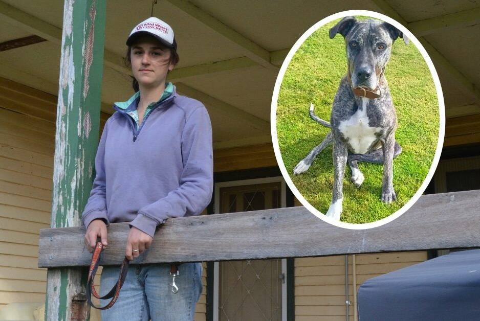 STILL SEARCHING: Annie Laing has been frantically searching for her dog Bella (insert) for over six weeks. PHOTOS: ALANA CALVERT AND SUPPLIED