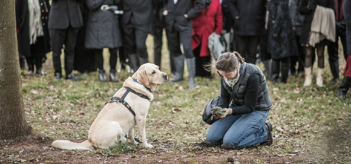THE HUNT IS ON: Karen Roberts and her truffle-hunting dog Sally unearth a truffle at a previous Black Tie and Gumboots dinner at Borrodell Estate. PHOTO: SETH BUCHANAN