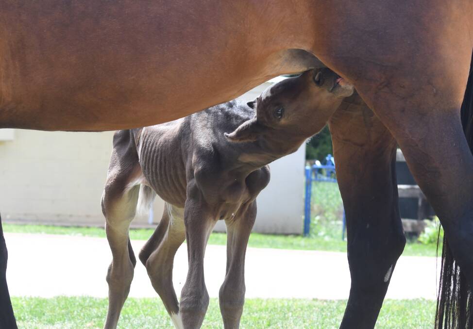 GOING STRONG: Athena the orphan filly gets a drink from her foster mum, Madam. PHOTO: JUDE KEOGH