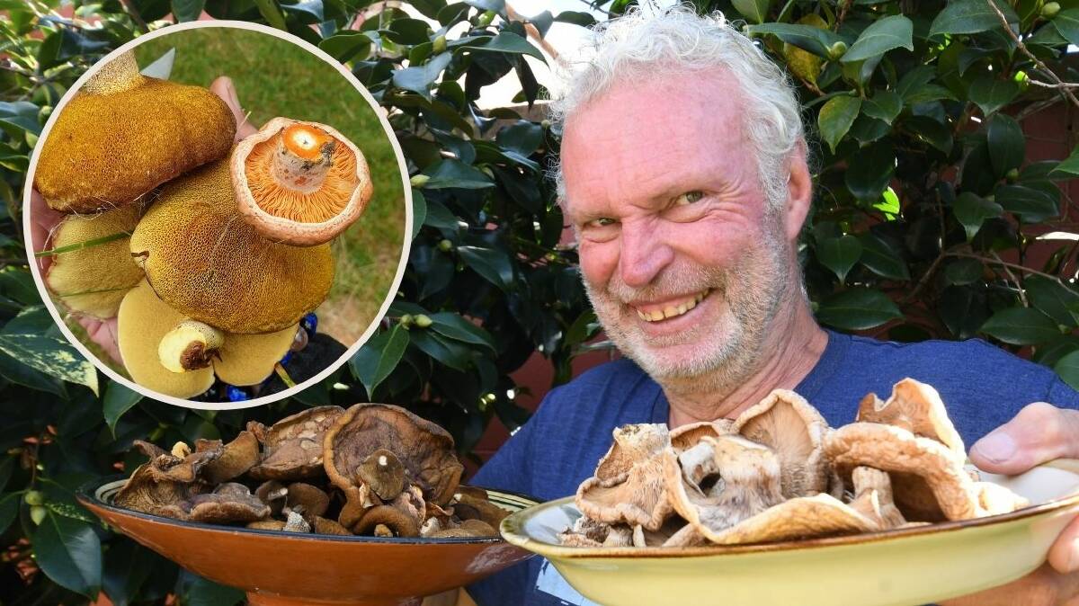 FUNGI FINDS: Mushroom foraging veteran Robbie Robinson. Insert: Freshly-picked pine saffron mushrooms which he sends to fine dining restaurants in Sydney and Brisbane . PHOTOS: JUDE KEOGH/SUPPLIED 