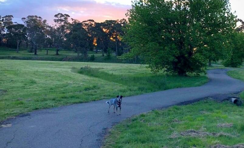 POOCH FRIENDLY PARK: Dogs are allowed to roam freely at Bloomfield Park (pictured) but not at the neighbouring Gosling Creek reserve. PHOTO: ALANA CALVERT