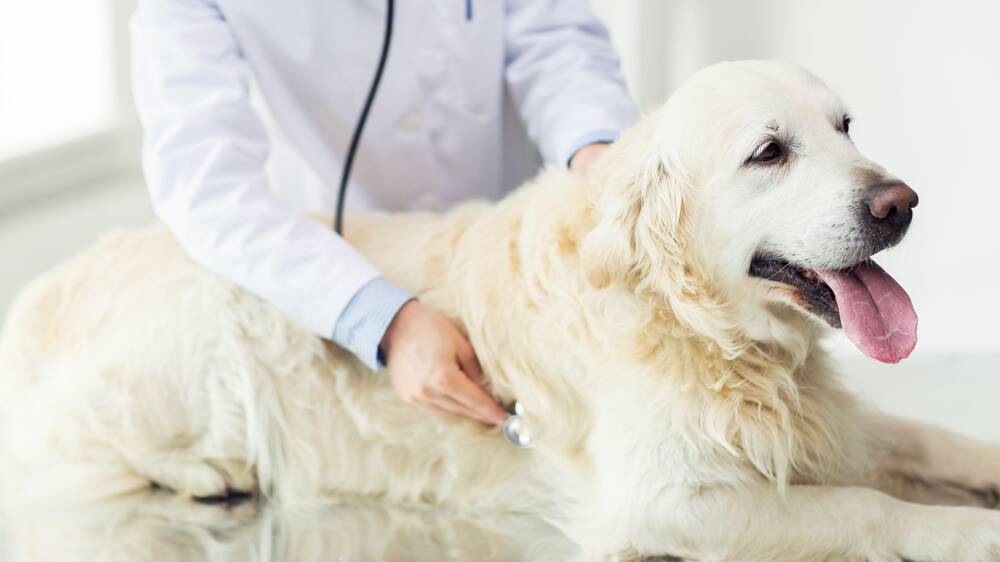 BEST FRIEND: Orange City Council residents with a pension or healthcare can have their pets vaccinated and microchipped for just $15 on Saturday. PHOTO: SUPPLIED
