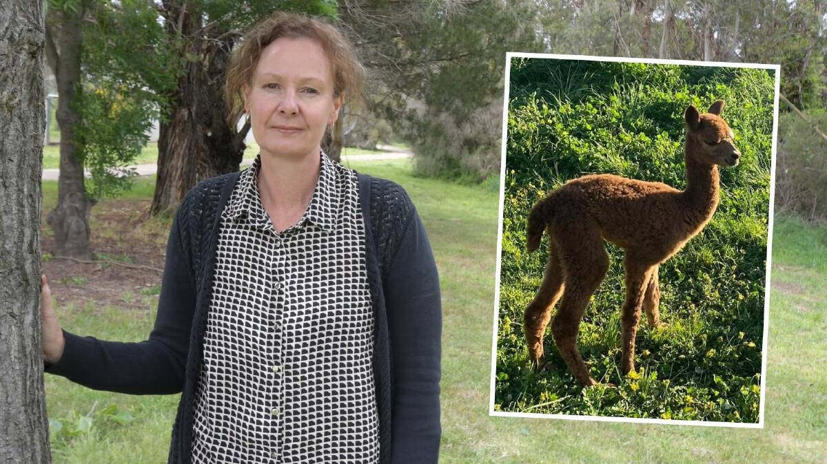 MISSING: Alpaca breeder Kylie Streatfeild believes her two-week-old cria was stolen from her property. PHOTOS: CARLA FREEDMAN/SUPPLIED 