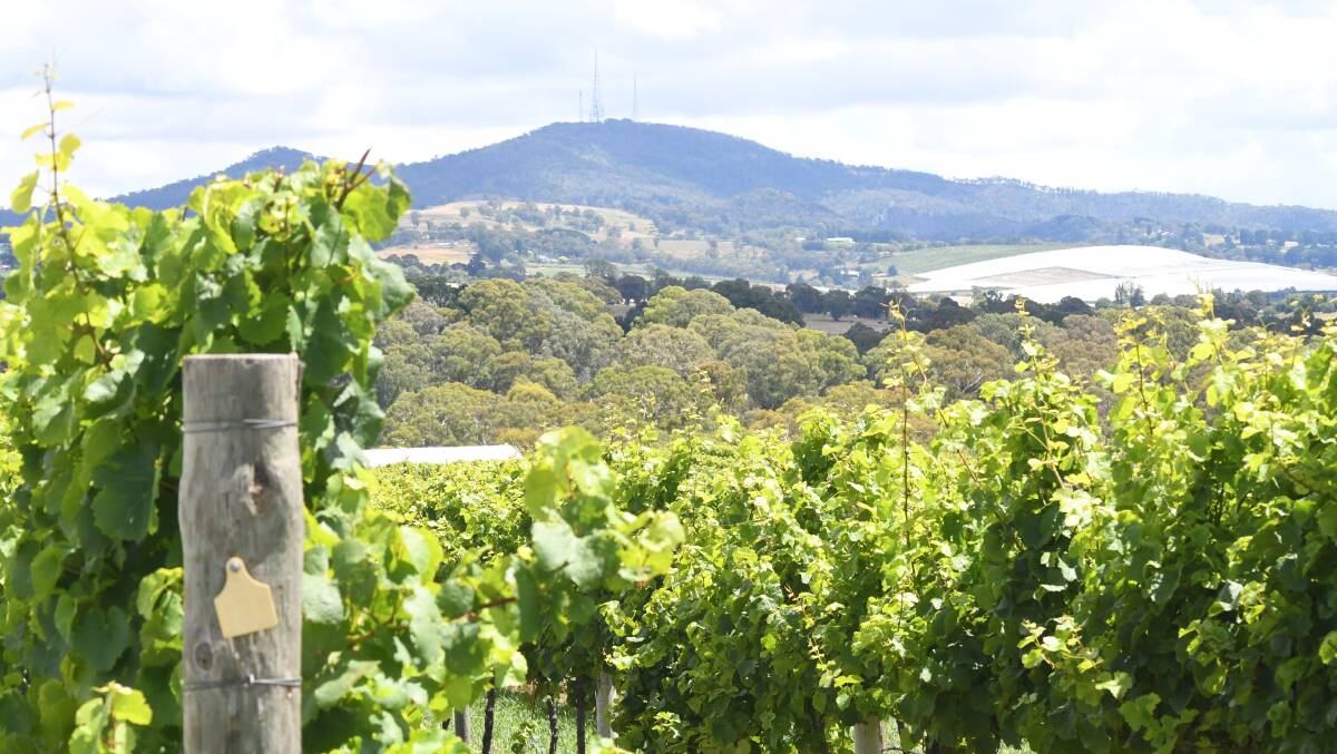 RETURN: Wineries and tourism operators are expecting an influx of Sydney tourists this weekend. PHOTO: CARLA FREEMAN 