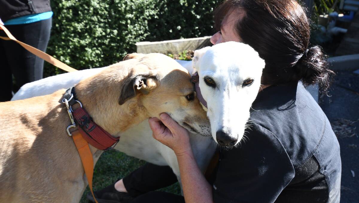 Greyhounds Rosie and Rumour are cuddled by vet nurse Peta Manchester. PHOTO: JUDE KEOGH 