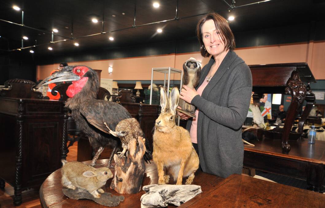 UNIQUE ITEMS: Sue Hatcher with a Southern Ground Hornbill and other creatures which were taxidermied in the 1950s. PHOTO: JUDE KEOGH